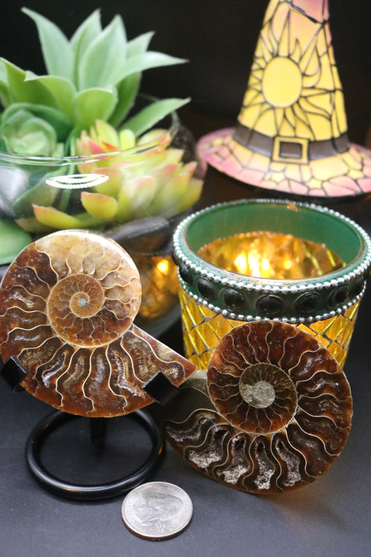 Ammonite