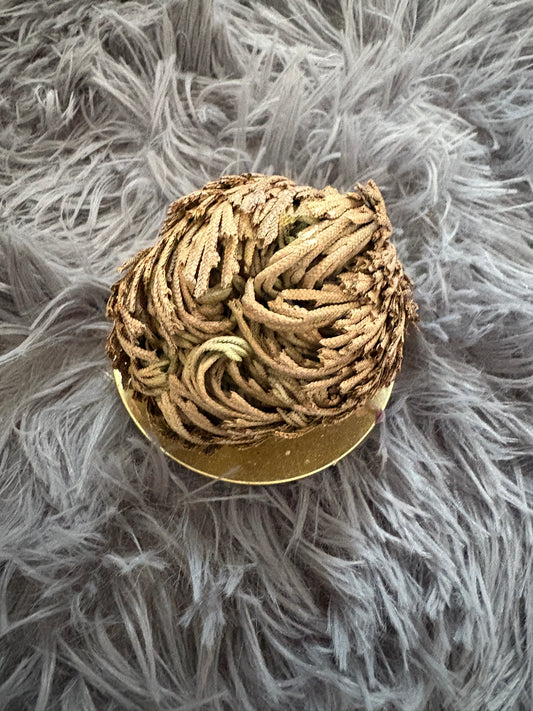 Rose of Jericho (Resurrection Plant)